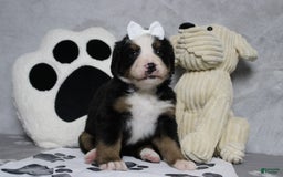 Bernese Mountain Dog dogs for sale: Pebbles - Image 17