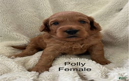 Mini Goldendoodle dogs for sale: Polly - Image 2