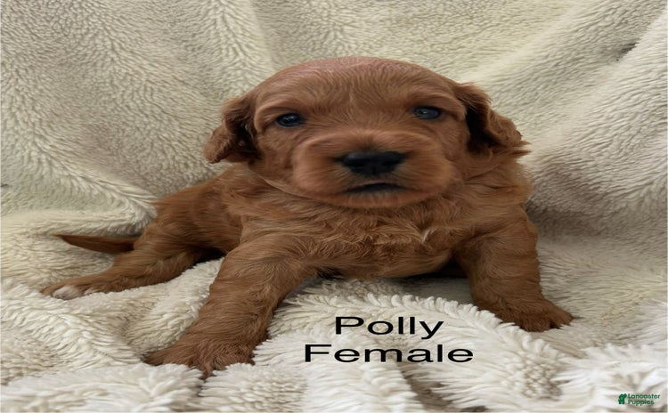 Mini Goldendoodle dogs for sale - Ad 2