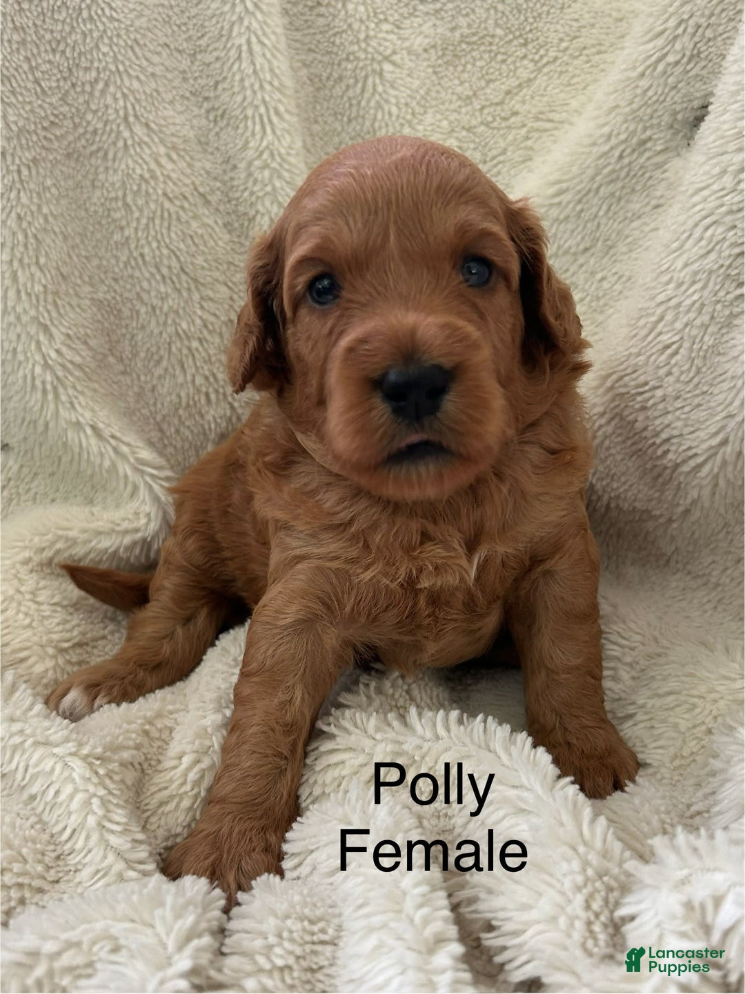 Mini Goldendoodle dogs for sale: Polly - Image 2