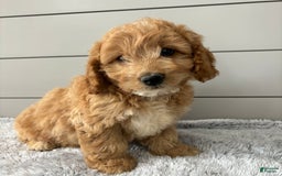 Mini Goldendoodle dogs for sale: Jasper - Image 4