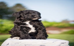 Goldendoodle dogs for sale: Jeneva - Image 12