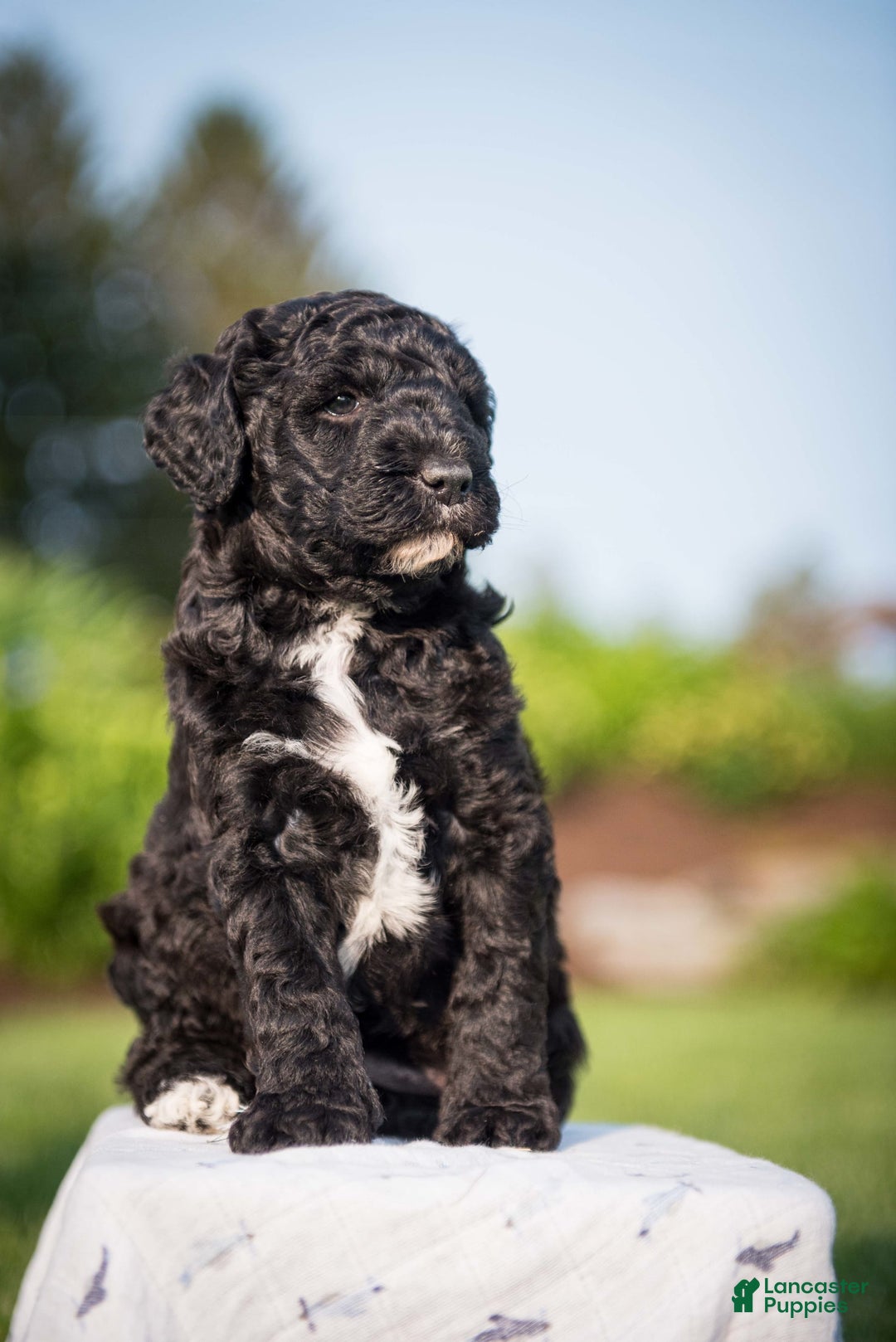 Goldendoodle dogs for sale: Jeneva - Image 12