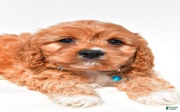Cavapoo dogs for sale: Davy - Image 5