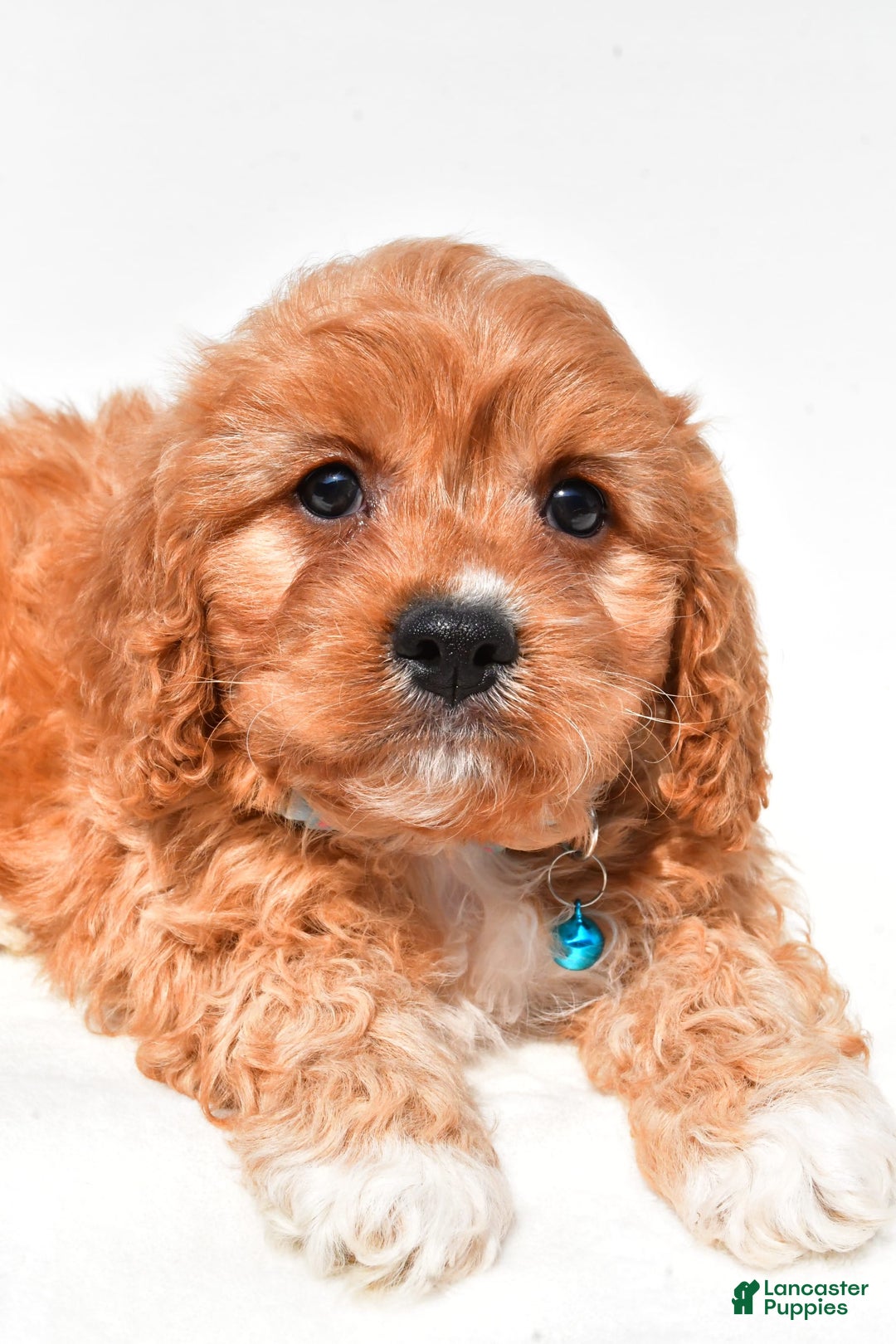 Cavapoo dogs for sale: Davy - Image 5