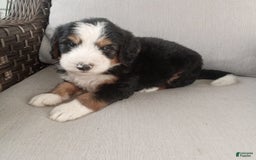 Bernedoodle dogs for sale: Ashton - Image 9