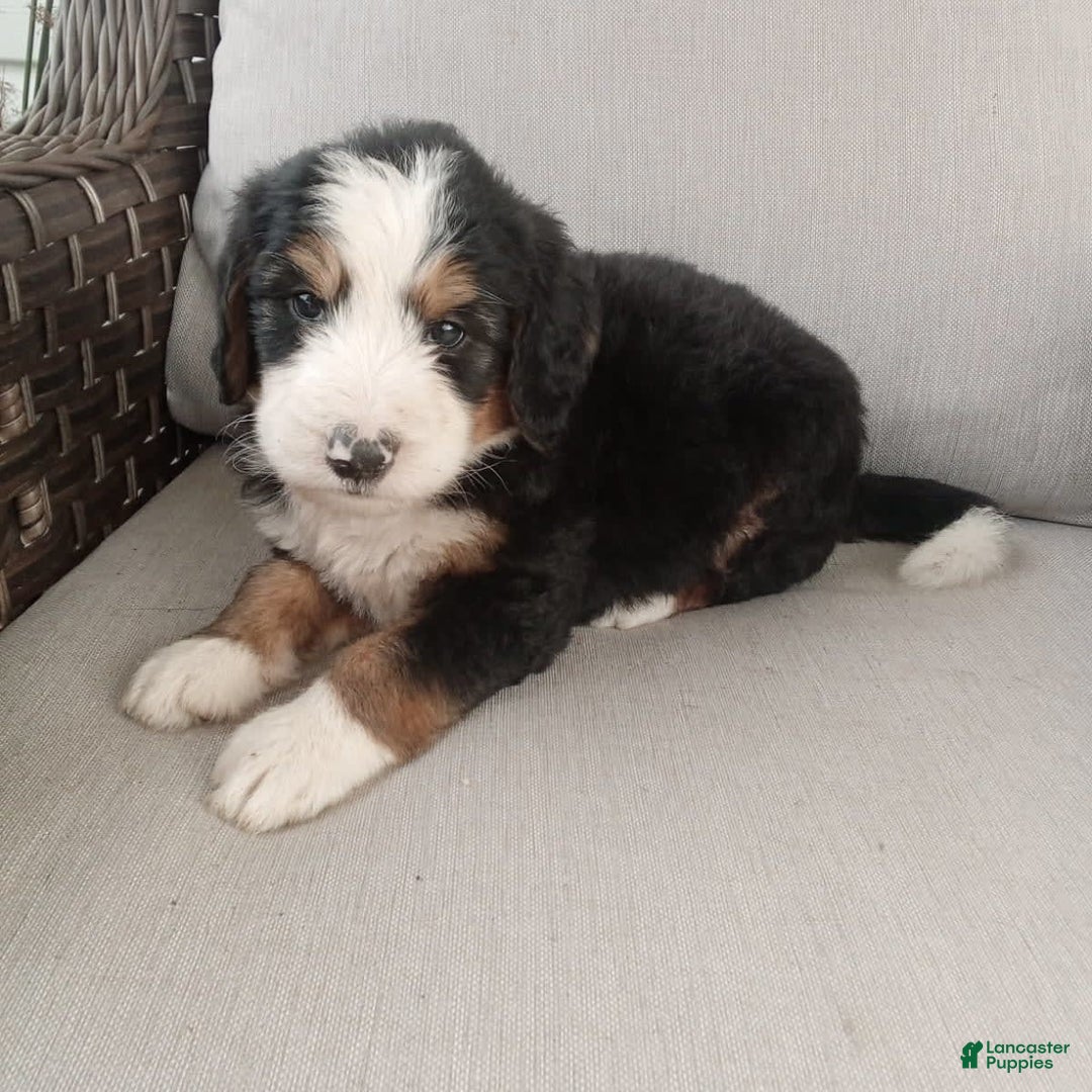 Bernedoodle dogs for sale: Ashton - Image 9