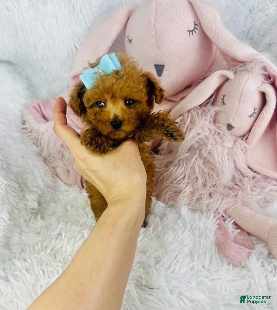 Toy Poodle dogs for sale: Pony Teacup - Image 1