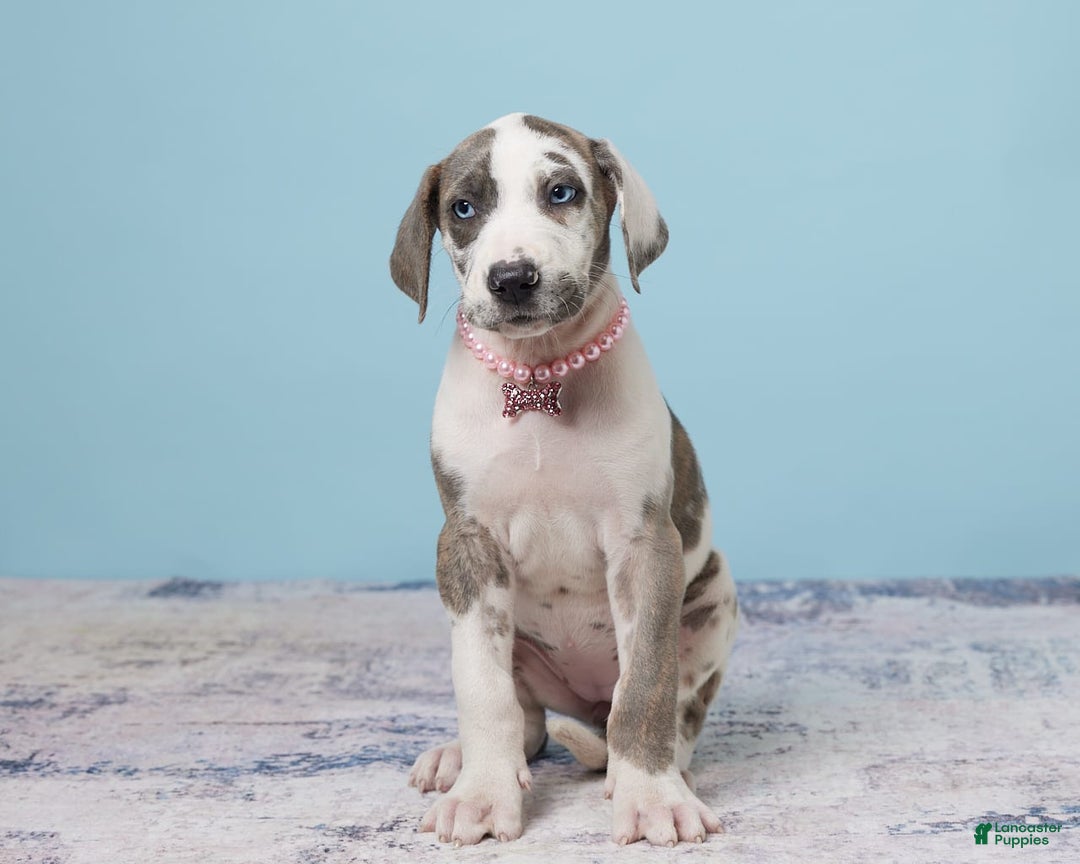 Great Dane dogs for sale: Jewel - Image 5