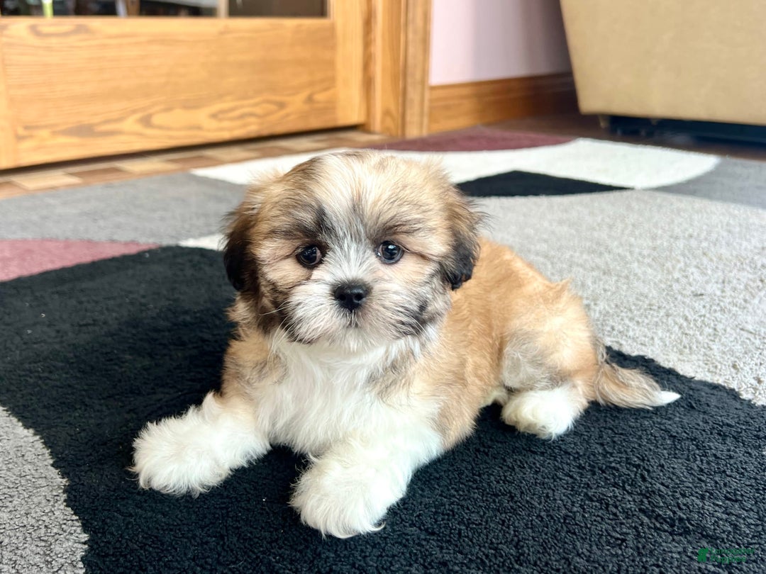 Lhasa Apso dogs for sale: Bella - Image 4