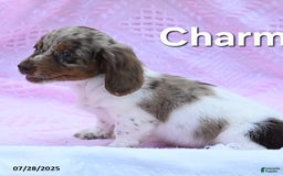 Miniature Dachshund dogs for sale: Charms - Image 3