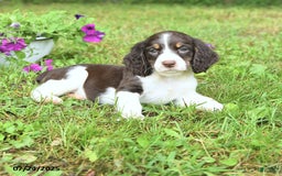 English Springer Spaniel dogs for sale: Pumpkin - Image 2