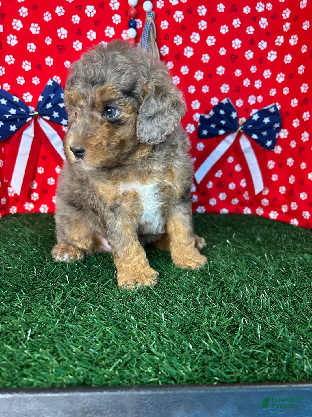 Miniature Poodle dogs for sale: Rocky - Image 5