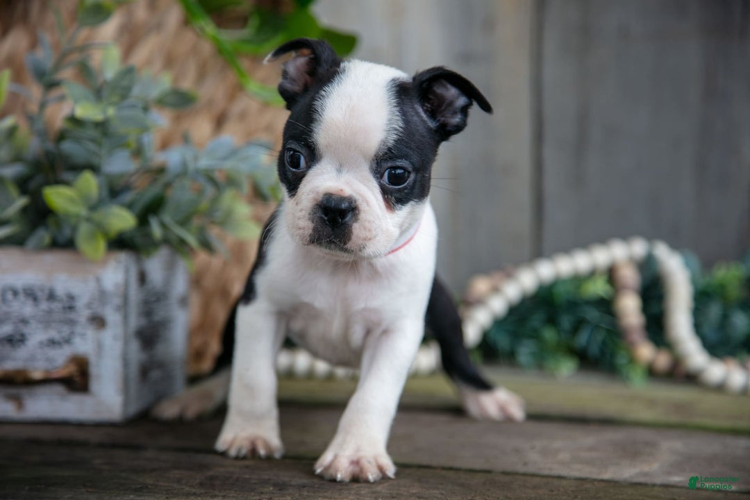 Boston Terrier dogs for sale: Payday - Image 2