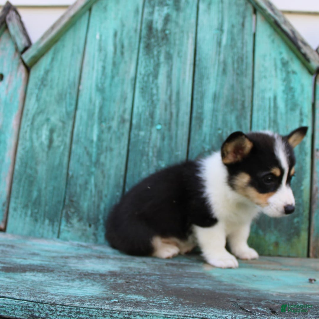 Welsh Corgi Pembroke dogs for sale: Lucky - Image 14