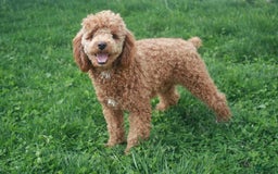 Maltipoo dogs for sale: Penny - Image 10