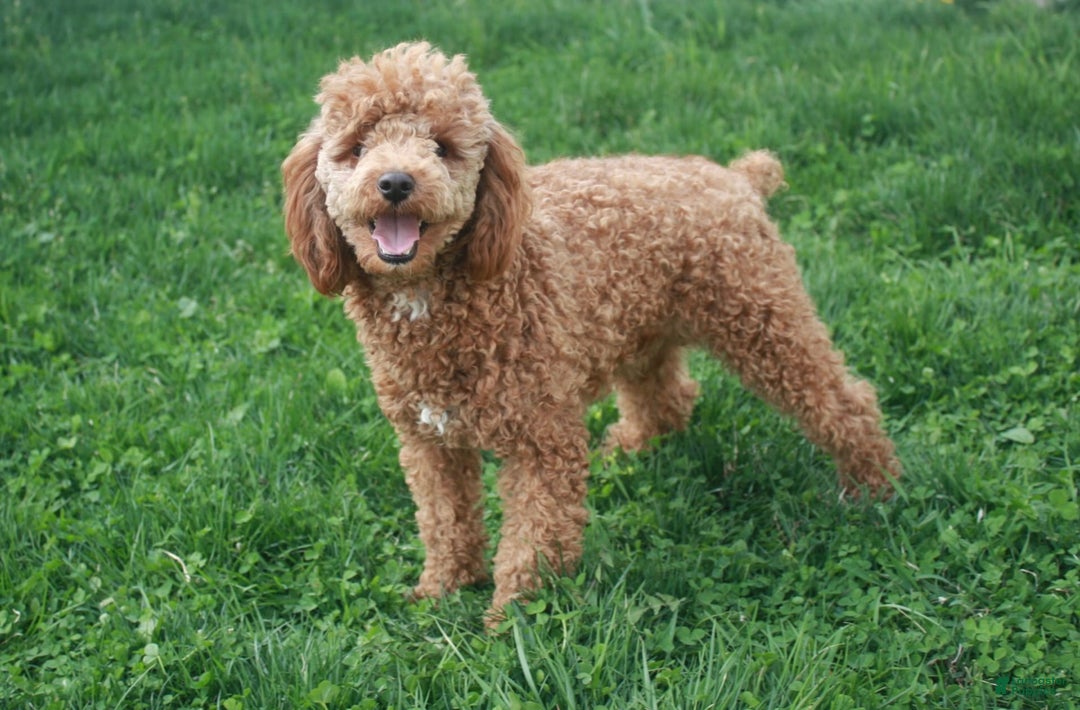 Maltipoo dogs for sale: Penny - Image 10