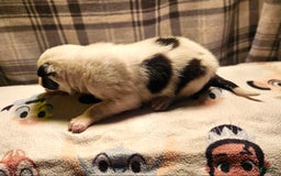 Border Collie dogs for sale: Bambi - Image 5