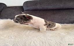 French Bulldog dogs for sale: Lucy - Image 2