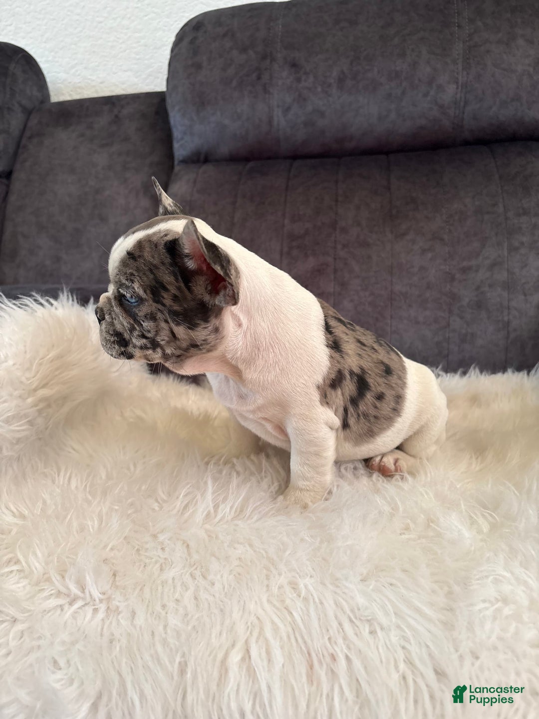 French Bulldog dogs for sale: Lucy - Image 2
