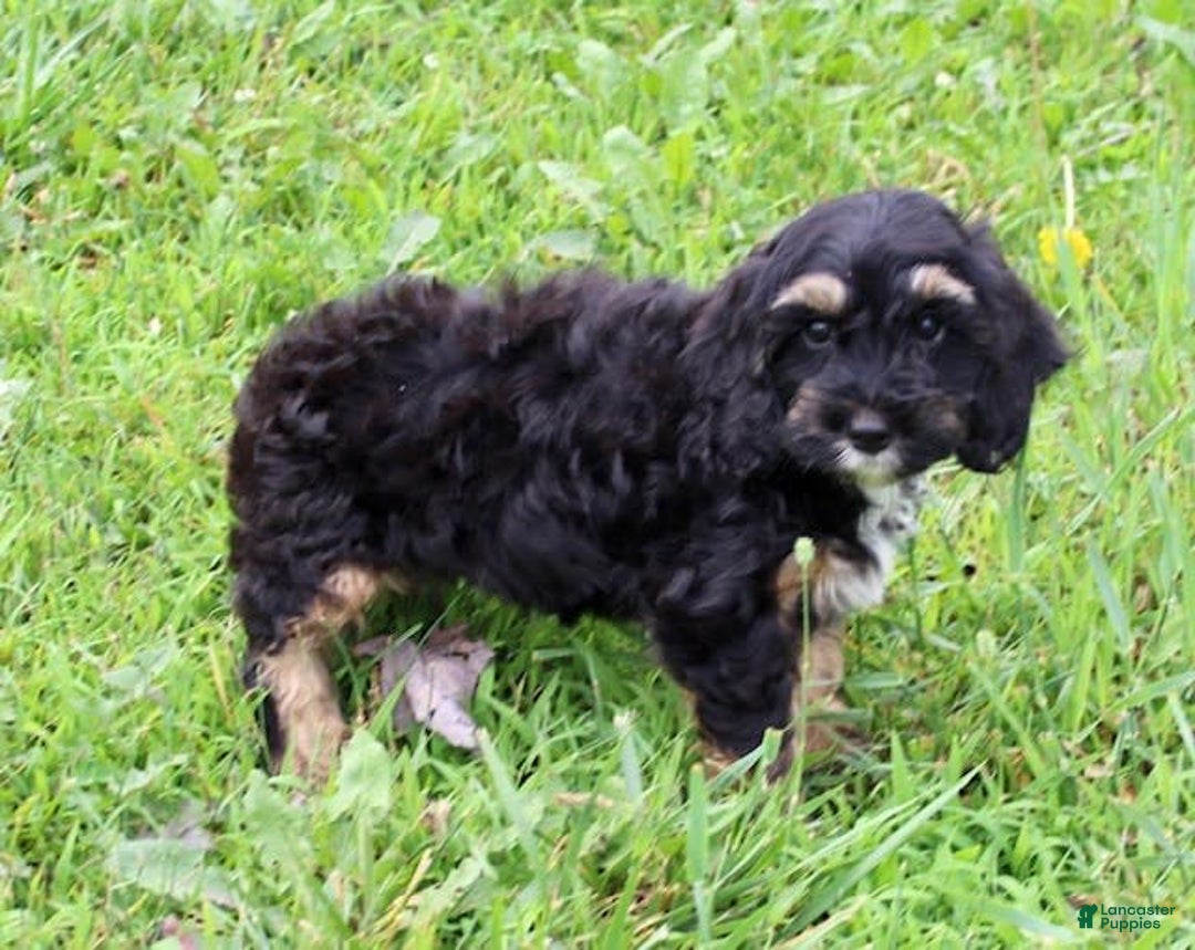 Cockapoo dogs for sale: Sunni - Image 5