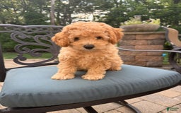 Toy Poodle dogs for sale: Kiko - Image 1