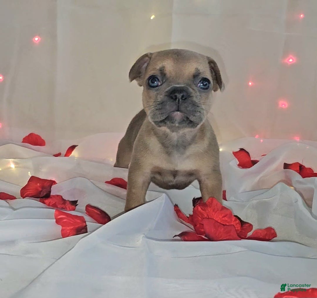 French Bulldog dogs for sale: French Bulldog 5 puppies - Image 2