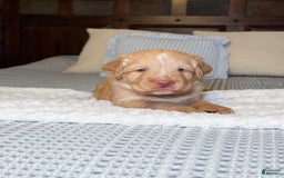 Labradoodle dogs for sale: Cinnamon - Image 1