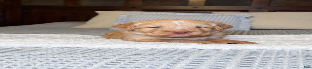 Cinnamon