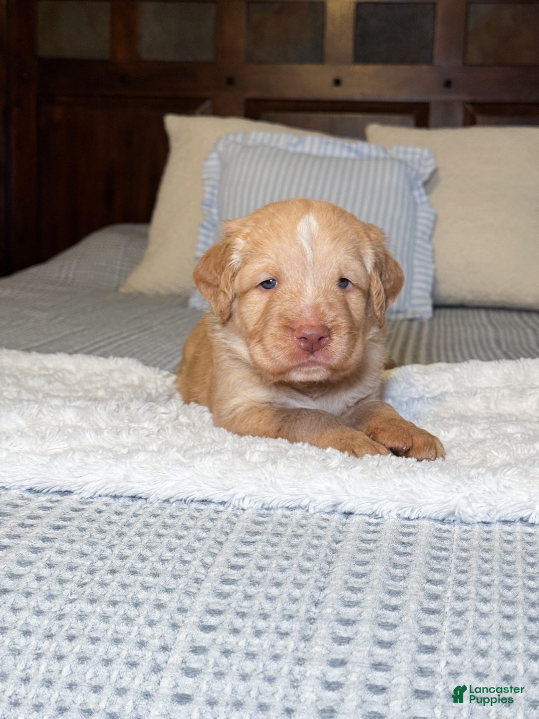 Labradoodle dogs for sale: Cinnamon - Image 1