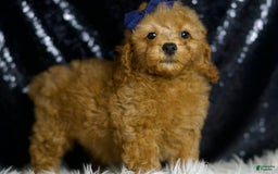 Miniature Poodle dogs for sale: Loki - Image 5