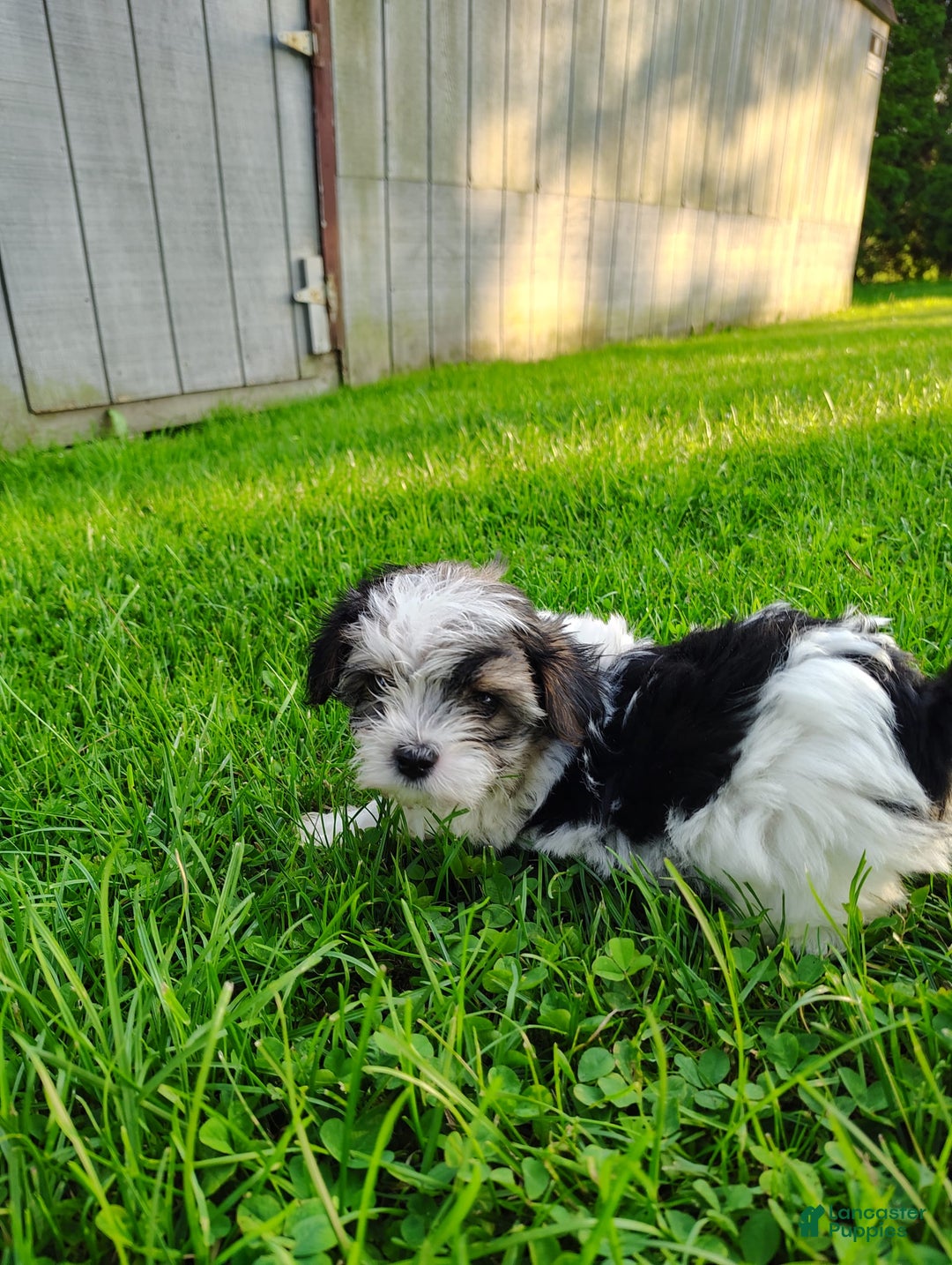 Morkie dogs for sale: Pokey - Image 12