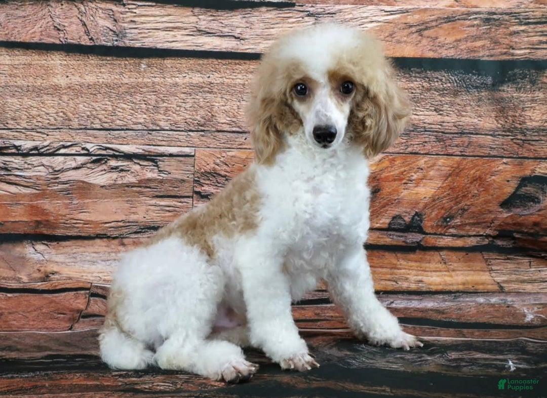 Cavapoo dogs for sale: Patsy - Image 6