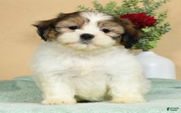 Teddy Bear dogs for sale: Sweetie - Image 3