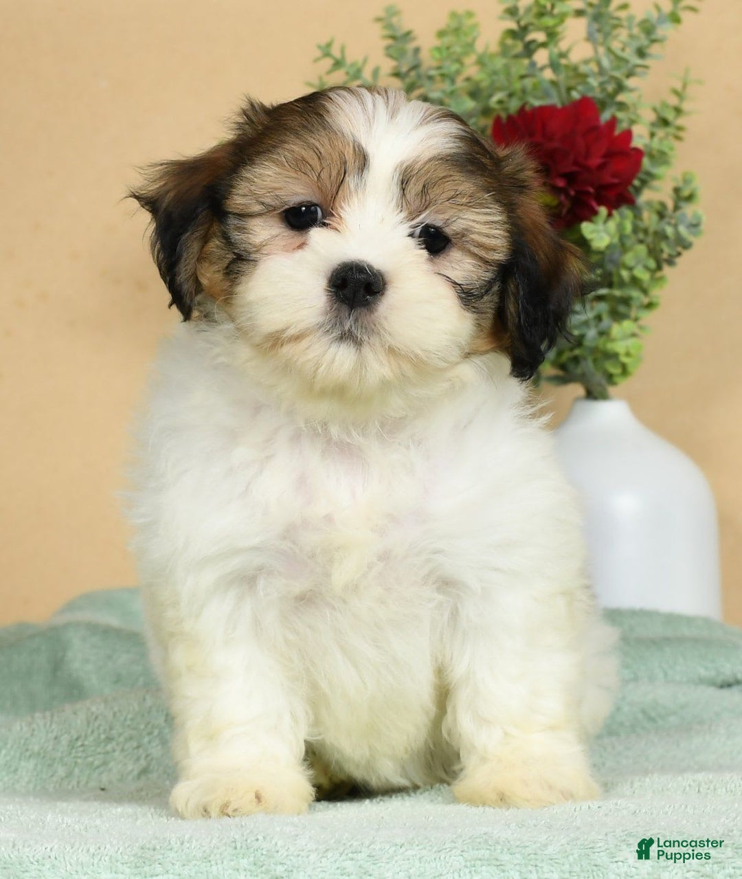 Teddy Bear dogs for sale: Sweetie - Image 3