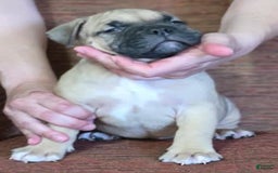 American Bully dogs for sale: National Champion Jack - Image 41