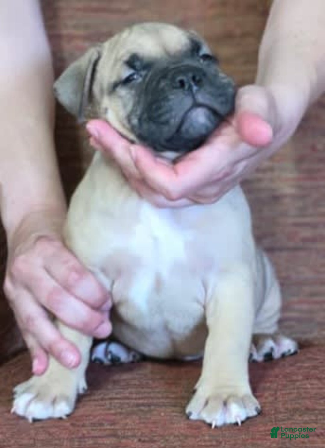 American Bully dogs for sale: National Champion Jack - Image 41