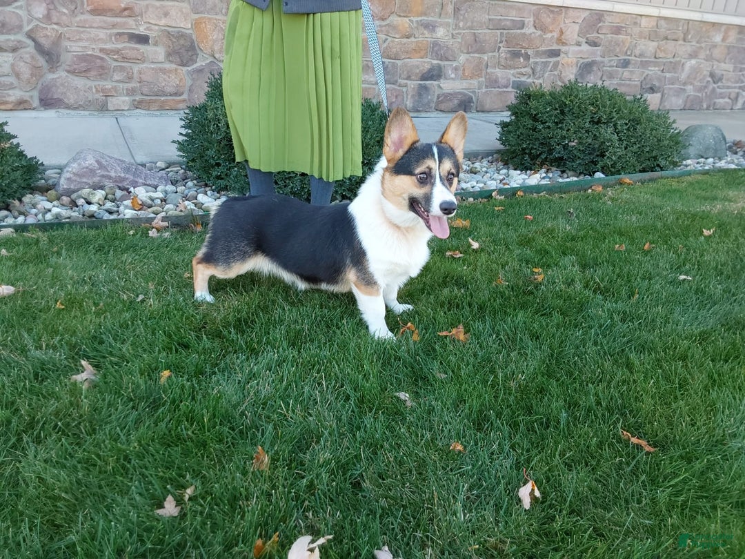 Welsh Corgi Pembroke dogs for sale: Chase - Image 21