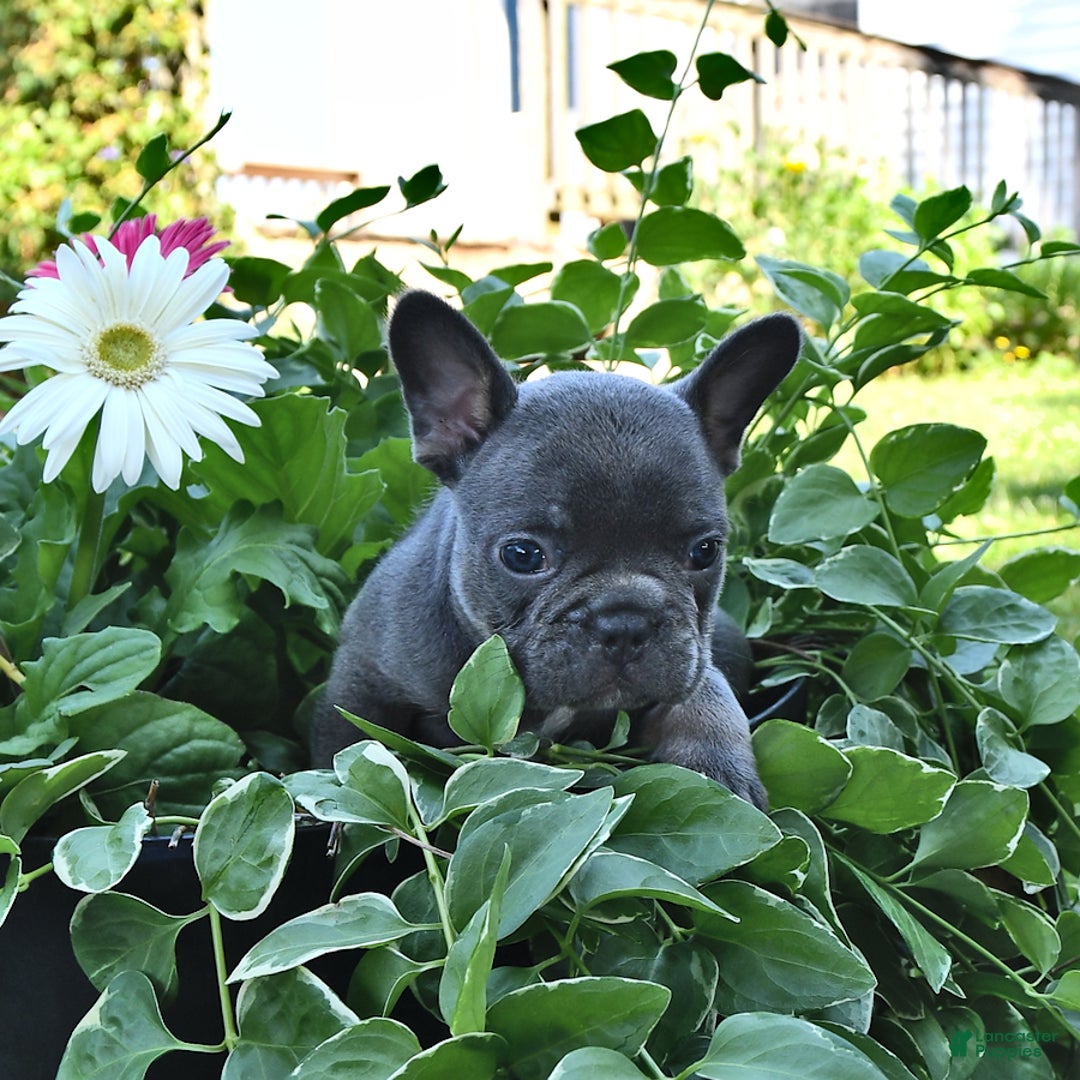 French Bulldog dogs for sale: Hudson - Image 4