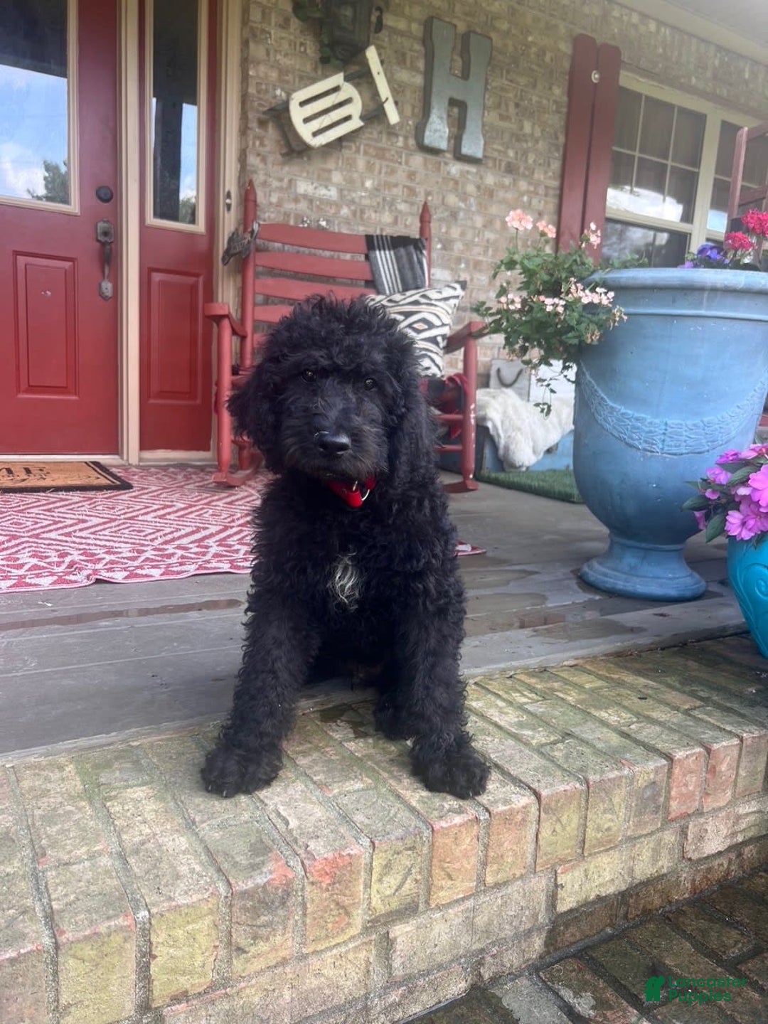 Labradoodle dogs for sale: Link - Image 4