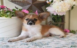 Papillon dogs for sale: Pluto - Image 7