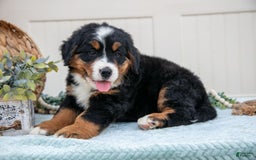 Bernese Mountain Dog dogs for sale: Bloom - Image 3