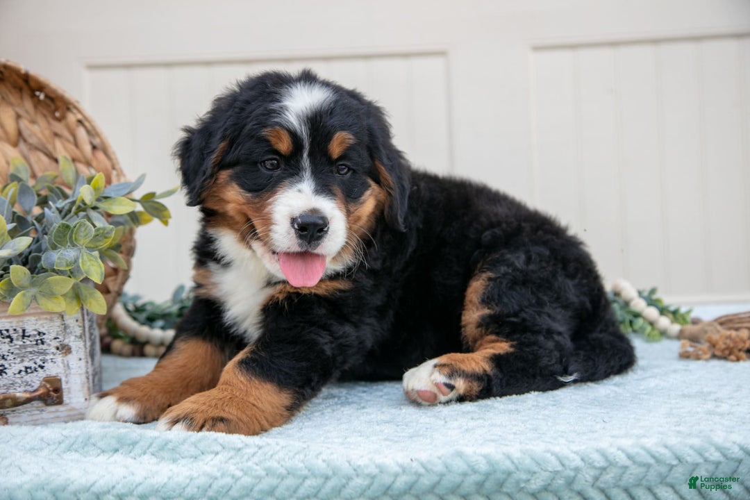 Bernese Mountain Dog dogs for sale: Bloom - Image 3