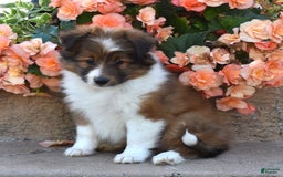 Shetland Sheepdog dogs for sale: Raine - Image 3