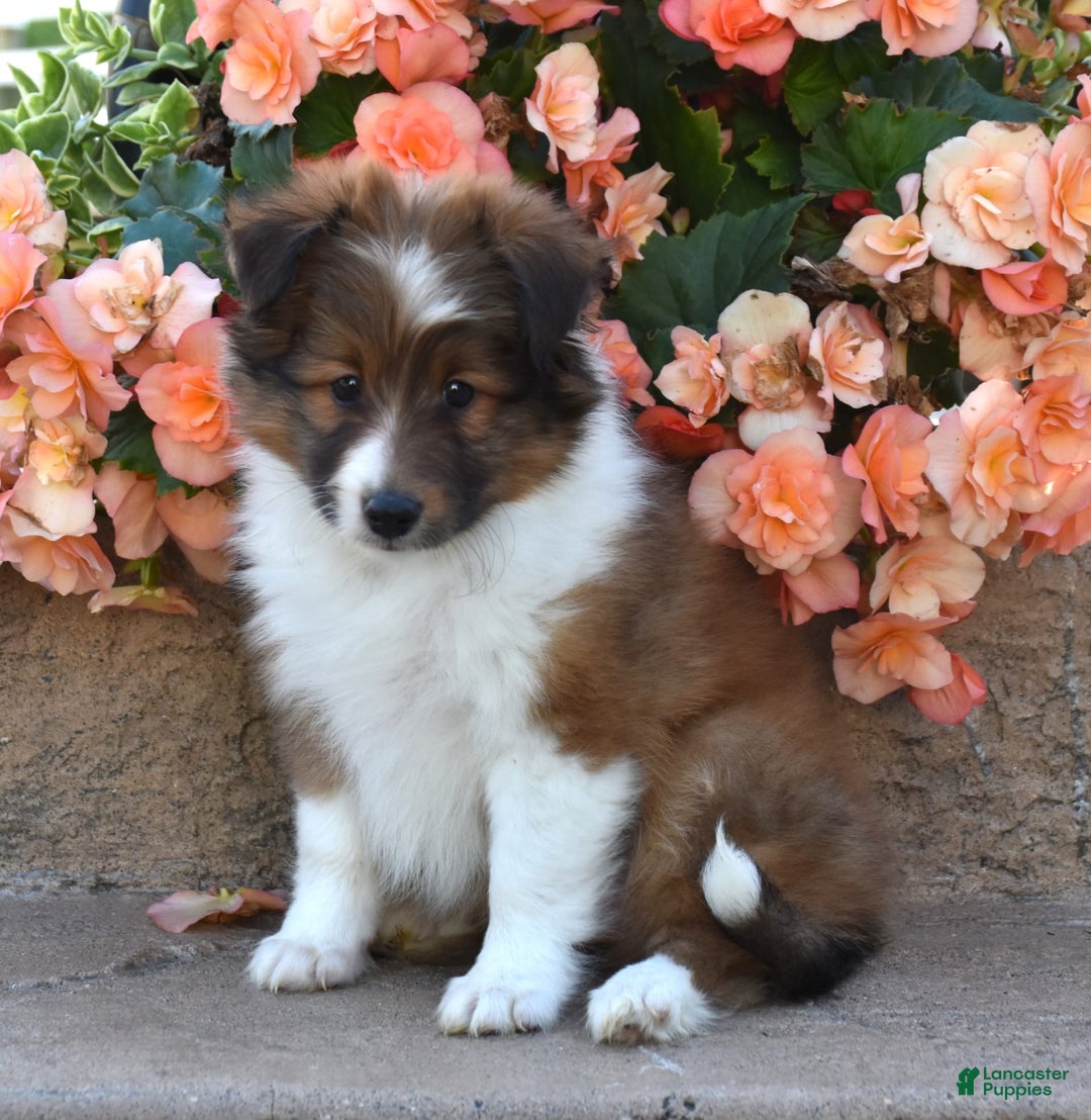 Shetland Sheepdog dogs for sale: Raine - Image 3
