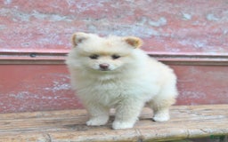 Pomeranian dogs for sale: Pansie - Image 1