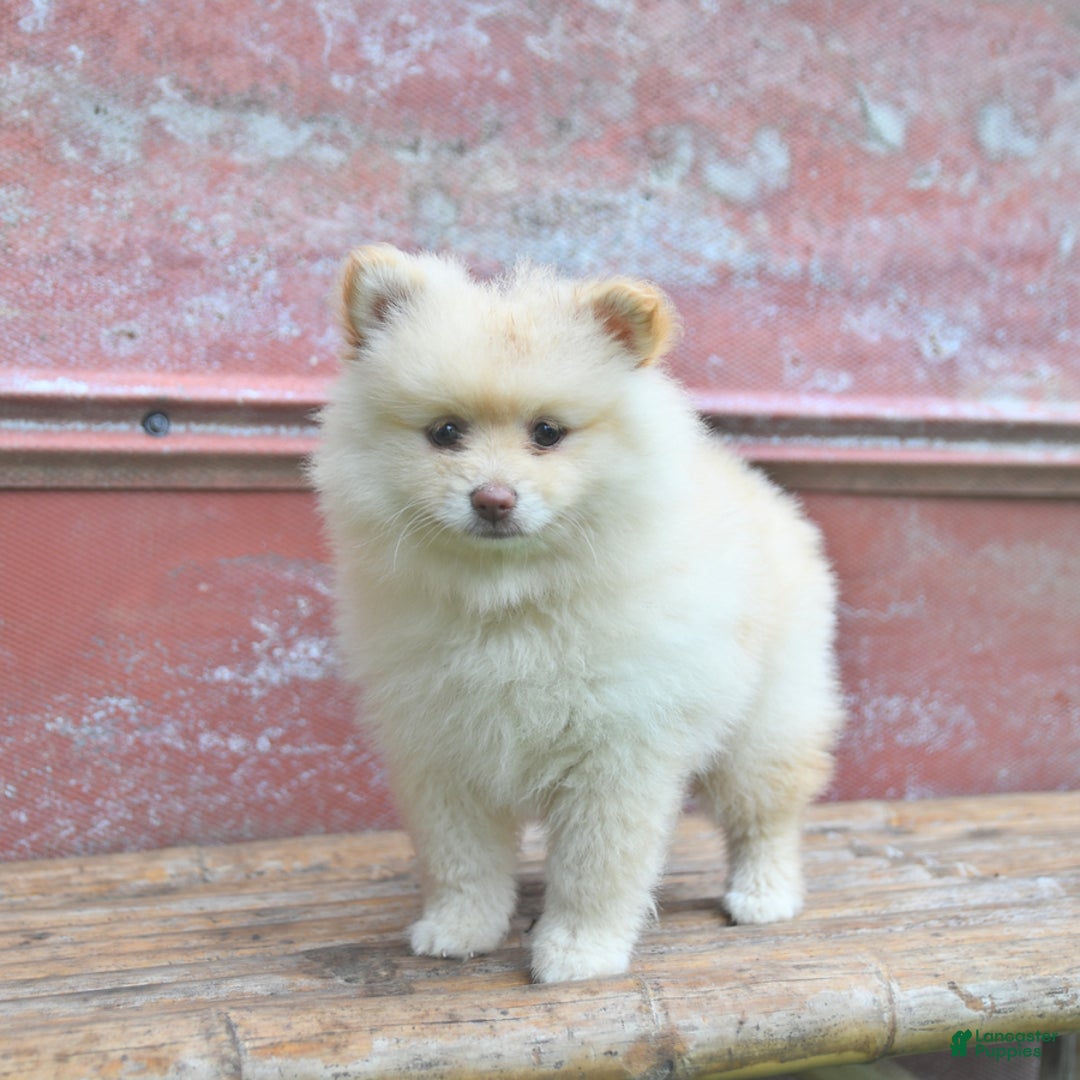 Pomeranian dogs for sale: Pansie - Image 1