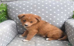 Shiba Inu dogs for sale: Elmo - Image 1