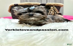 Yorkshire Terrier dogs for sale: Black Merle - Image 9