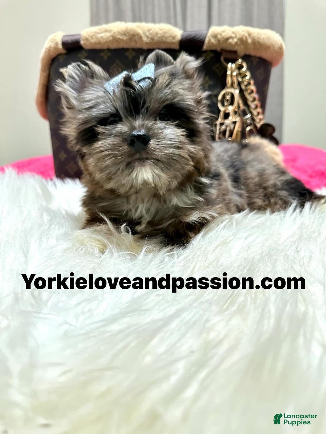 Yorkshire Terrier dogs for sale: Black Merle - Image 9